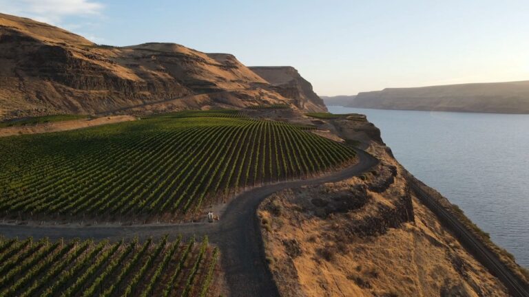 Vineyard overlooking a river with rolling hills in the background at sunset.
