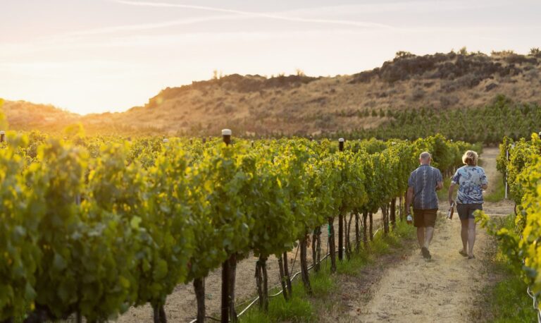 Couple walking through a vineyard at sunset, surrounded by lush grapevines and scenic hills.