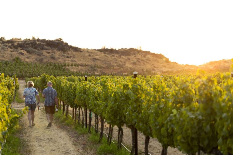 Couple walking through sunlit vineyard rows at Wilridge Vineyard during sunset.